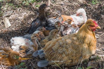 hen resting with chicks