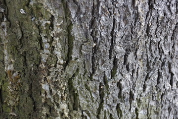 the texture of the tree bark pine gray moss lichen