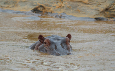 Fototapeta premium Hippopotamus swimming in Kenya - Tsavo East Park