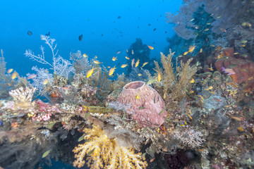 Coral reef off coast of Bali