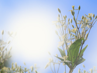 Decorative bush with white flowers on sunset. Clematis. The background for the label