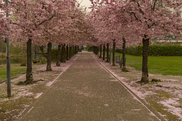 Cherry Blossom Valley Citypark View in Kaarst