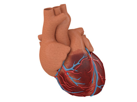 heart real isolated on a white background with veins 3d rendering
