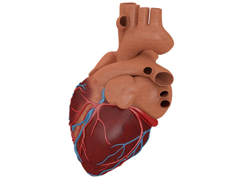 heart real isolated on a white background with veins 3d rendering