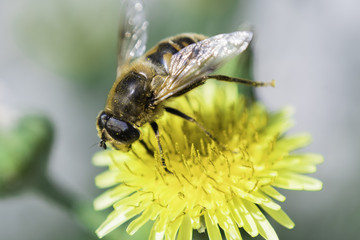 Bees