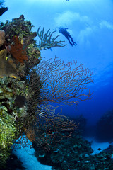 Fototapeta na wymiar Hard coral in the left with diver behind
