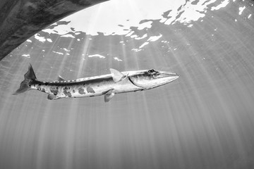 Barracuda with sunlight in the background