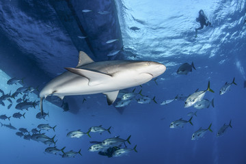 Shark in the Bahamas