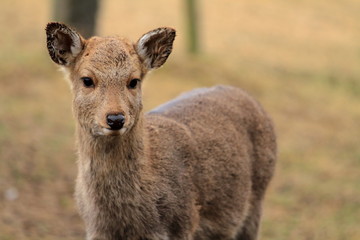 奈良公園の鹿