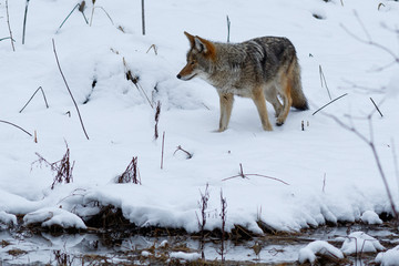 Obraz premium Coyote hunting in the snow in Yosemite Valley