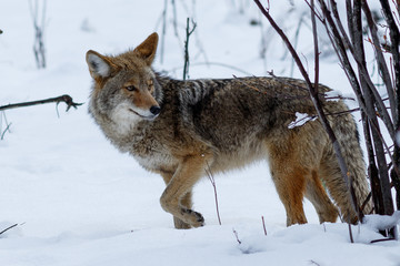 Coyote hunting in the snow in Yosemite Valley