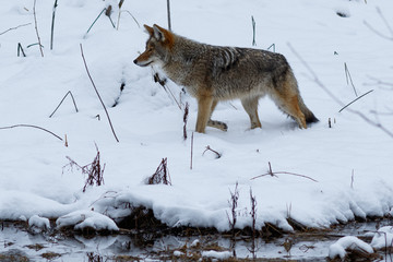 Coyote hunting in the snow in Yosemite Valley