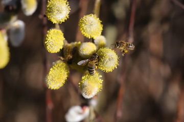 bee on catkins