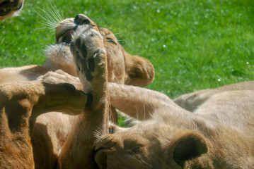Fototapeta premium playing lions