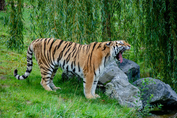 jawning tiger animal