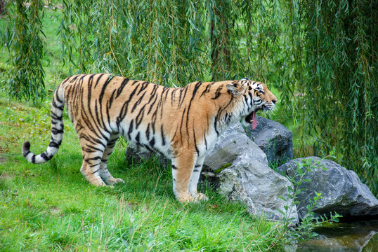 jawning tiger cat