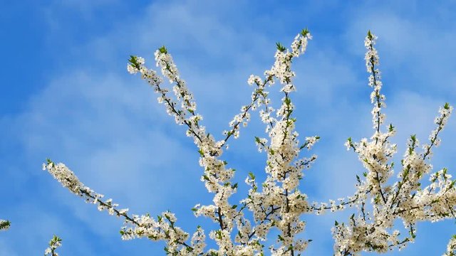 Blossoming top branches of Myrobalan plum or Prunus cerasifera in Latin, panorama in spring windy weather on the blue sky background