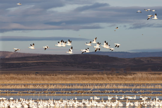 Snow geese migration