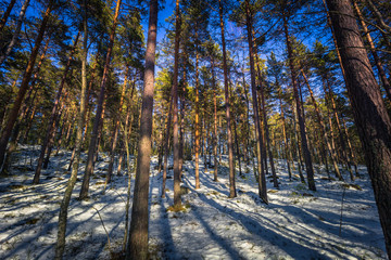 Falun - March 31, 2018: Frozen forest at Framby Udde near the town of Falun in Dalarna, Sweden