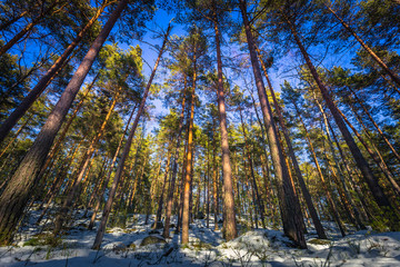Falun - March 31, 2018: Frozen forest at Framby Udde near the town of Falun in Dalarna, Sweden