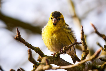 Eurasian siskin sitting on a branch