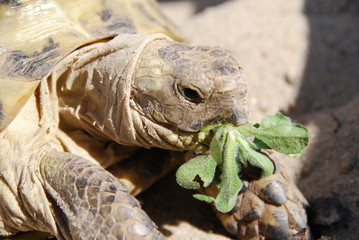 Eating turtle
