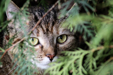 Katze, Aus dem Versteck beobachtend 