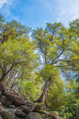 Fototapeta premium trees and sky at Yosemite national park 