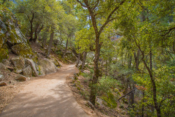 Fototapeta na wymiar pathway through the forest at yosemite 