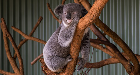 Sleeping Koala, NSW, Australia