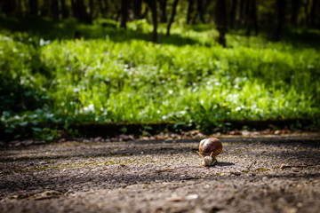 Big snail, Helix pomatia, in shell crawling on the road; green grass on the  background