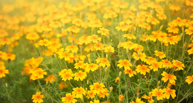 Blurred summer background with Tagetes tenuifolia flowers