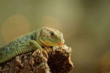 Obraz premium Ocellated lizard from side