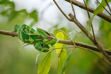 Green and yellow chameleon from front top view in tree branch