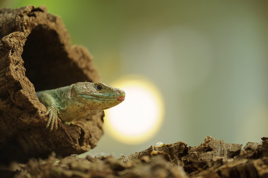 Ocellated lizard in tree hole with sun in background