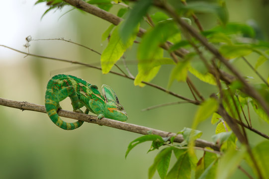 Veiled chameleon on branch