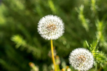 Obraz premium タンポポ