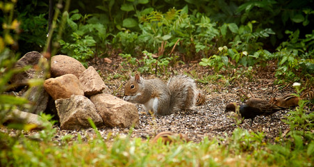 Squirrel, chipmungs and birds in a wildlife refuge in Cape Cod, Massachusetts.