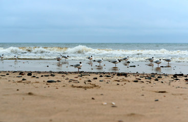 Seagulls fat on the sea coast. Waterfowl on the sea coast. Sea coast seagulls and stones.