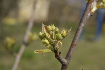 Blossoming buds of pear tree. Dissolve kidney pears