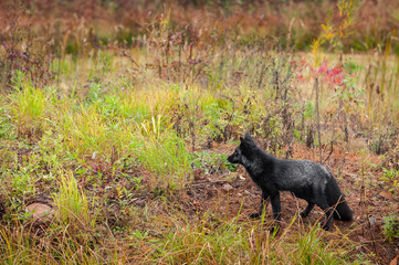 Silver Fox (Vulpes vulpes) Looks Left into Weeds
