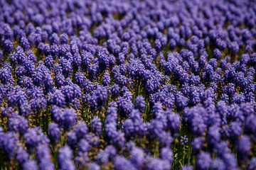 Obraz premium Grape hyacinth. Blue Hyacinth flowers. Selective focus