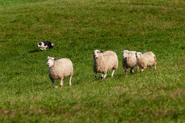 Herding Dog Runs In Four Sheep (Ovis aries)