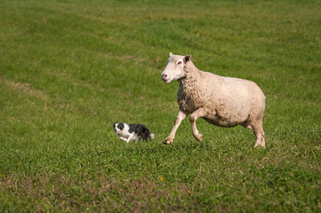 Stock Dog and One Leaping Sheep (Ovis aries)