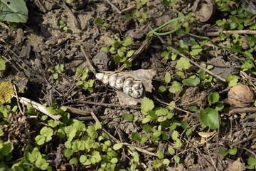Jaw with teeth of a sheep. Remains of herbivorous animal sheep. Scattered remains