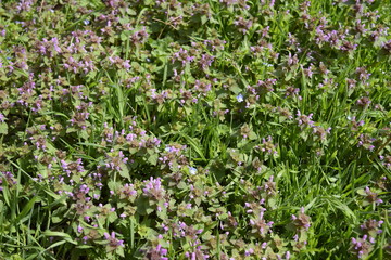 Lamium purpureum blooming in the garden.