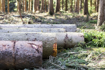 Chopped down forestry wood in a row