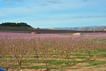 Melocotoneros en flor, 