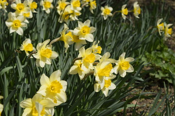 Flowers daffodil yellow. Spring flowering bulb plants in the flowerbed.