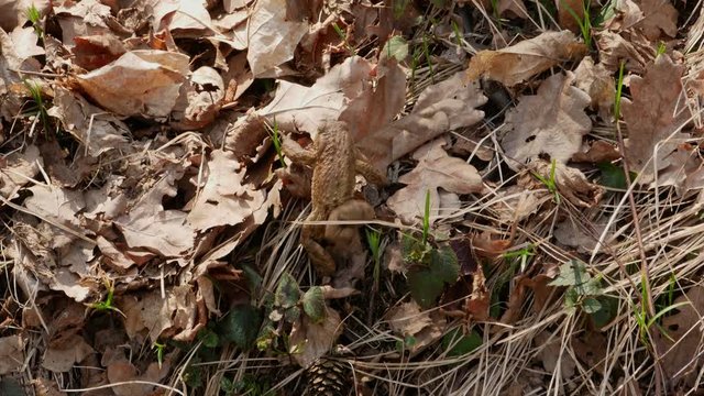 European toad walking on forest floor, starting the Spring  migration after the Winter sleep.